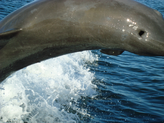 Reach out and see a dolphin close up